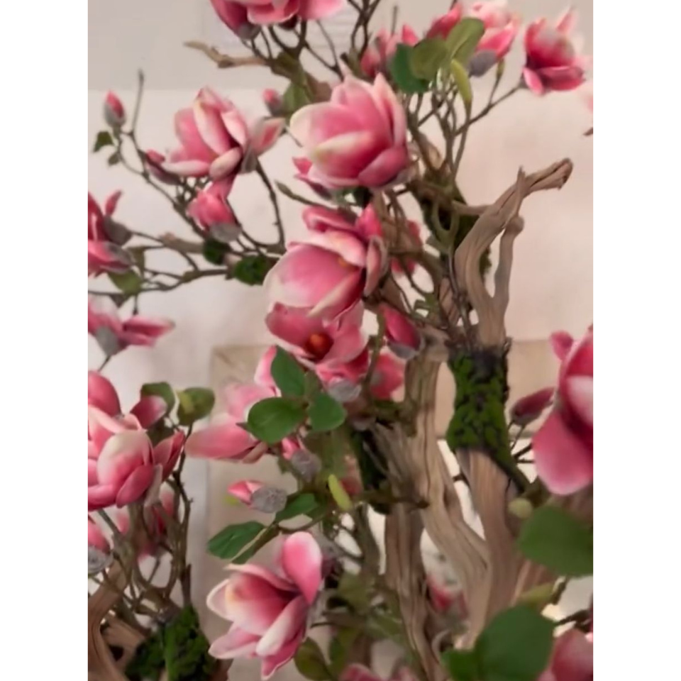 Magnolia rose en pot Saint-Tropez – Édition blanche éclatante