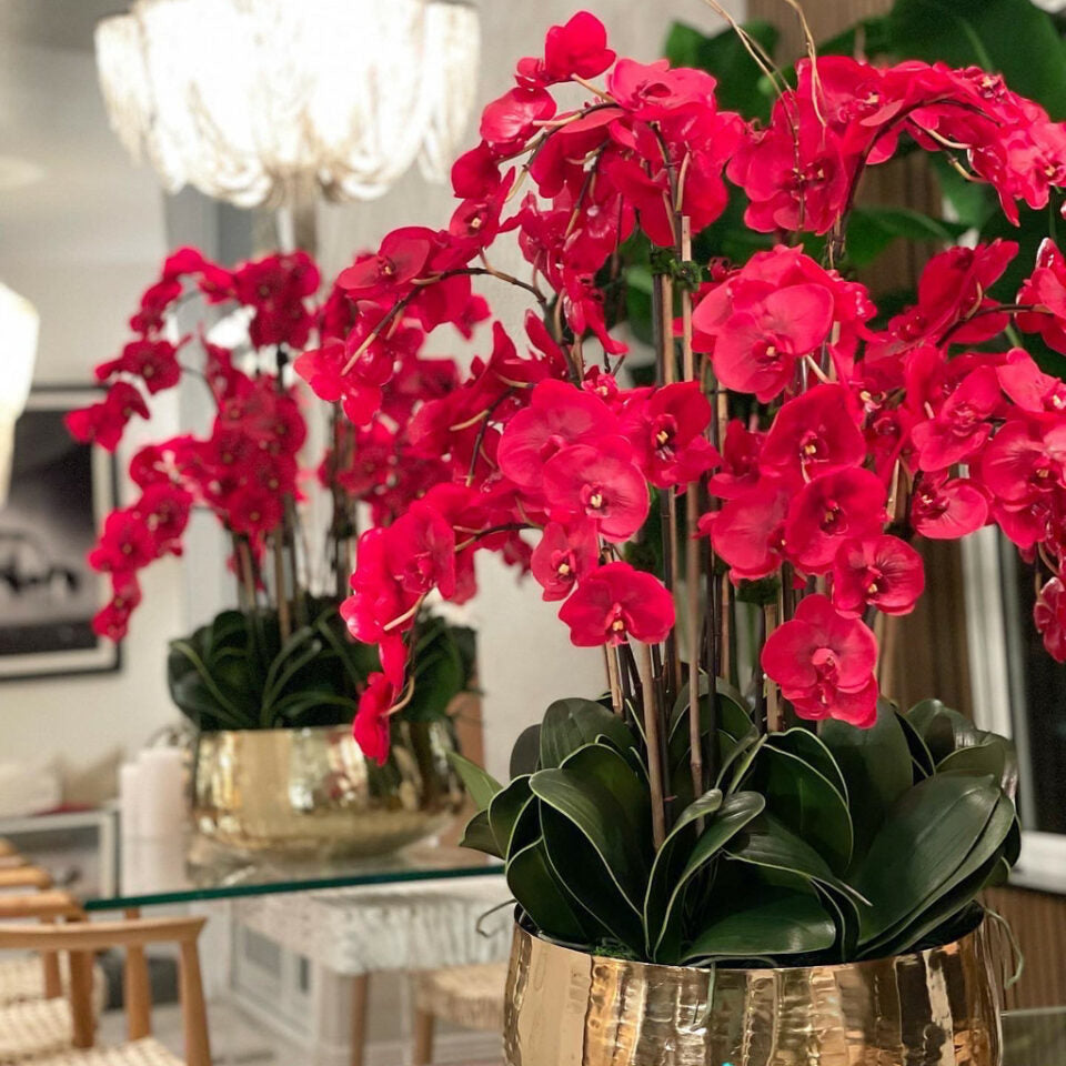 Orchidées Phalaenopsis rouges dans pot doré moyen