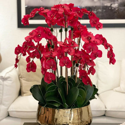 Orchidées Phalaenopsis rouges dans pot doré moyen
