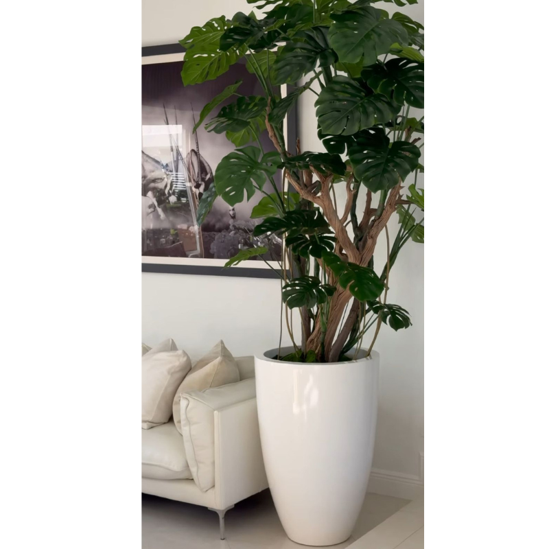 Arbre Monstera (feuille de costela-de-adão) dans pot blanc éclatant