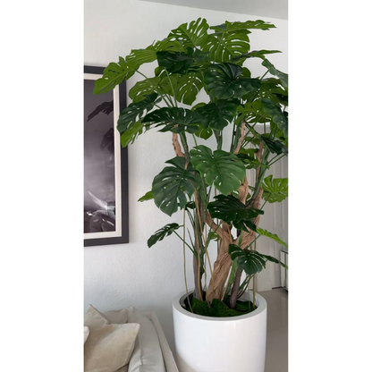 Arbre Monstera (feuille de costela-de-adão) dans pot blanc éclatant
