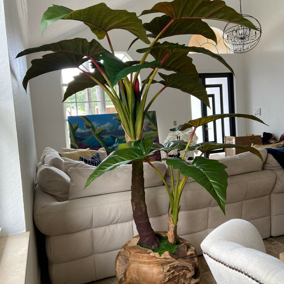 Grand bol en teck avec plante Alocasia