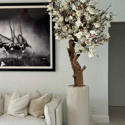 Magnolia blanc dans pot Saint-Tropez beige brillant