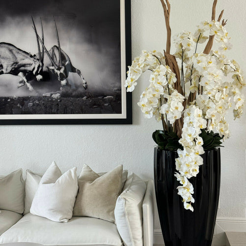 Vase San José noir brillant avec orchidées blanches en cascade