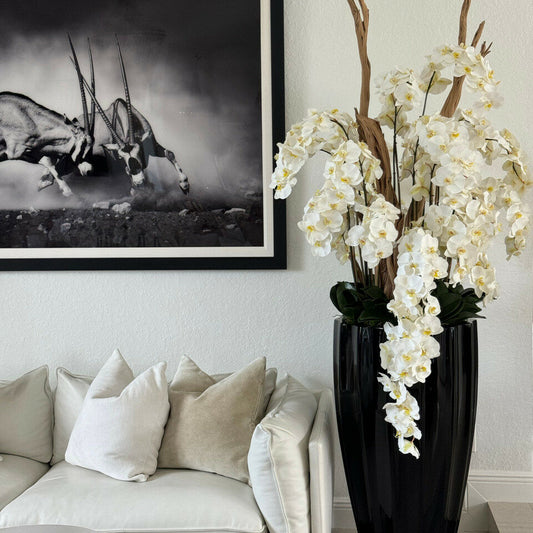 Vase San José noir brillant avec orchidées blanches en cascade