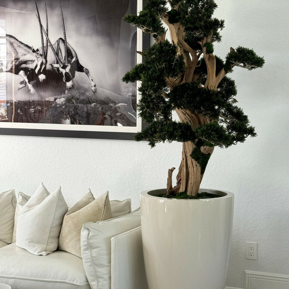 Grand bonsaï dans pot Brannan