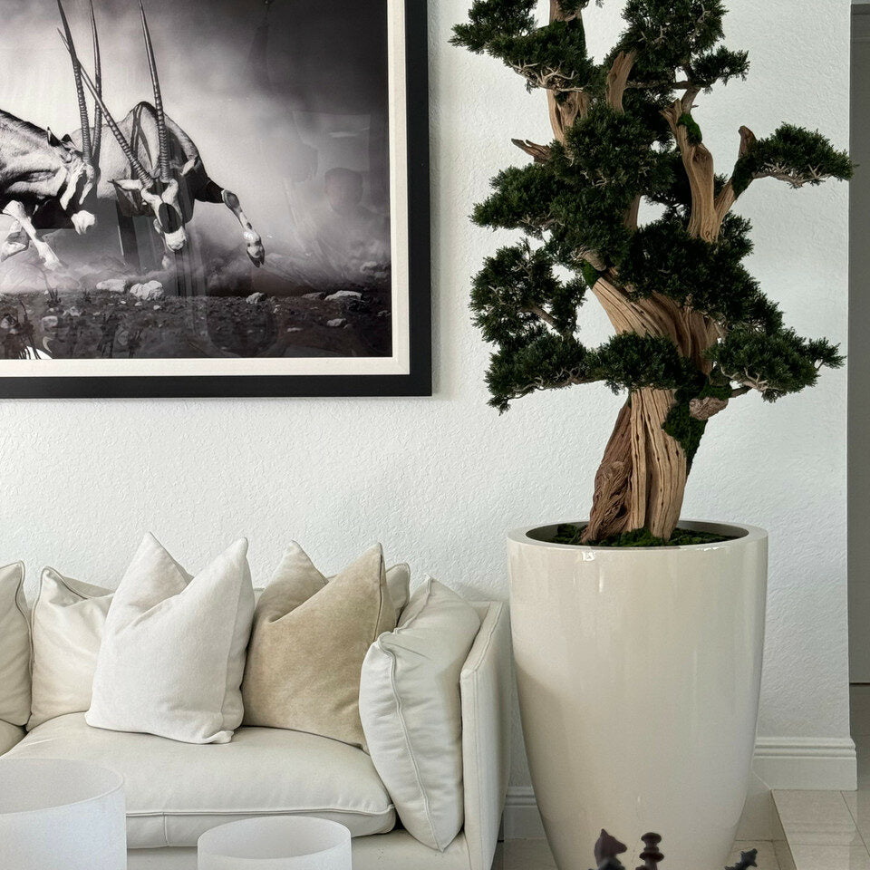 Grand bonsaï dans pot Brannan