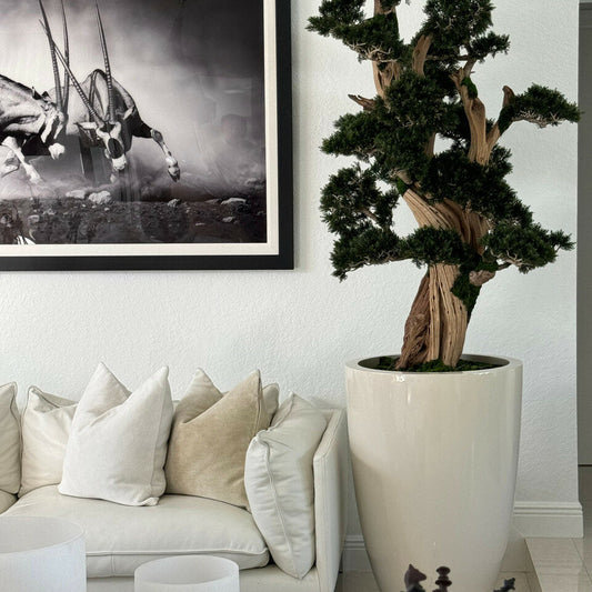 Grand bonsaï dans pot Brannan